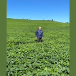 Produtividade sustentável ganha força com a recuperação de pastagens como nova fonte de renda, destaca Aldo Vendramin.