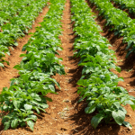 João Eustáquio De Almeida Junior mostra como transformar a terra em negócio de forma sustentável e lucrativa.