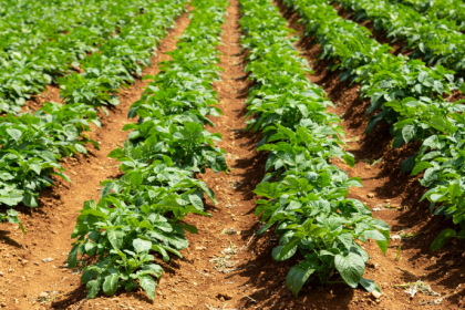 João Eustáquio De Almeida Junior mostra como transformar a terra em negócio de forma sustentável e lucrativa.