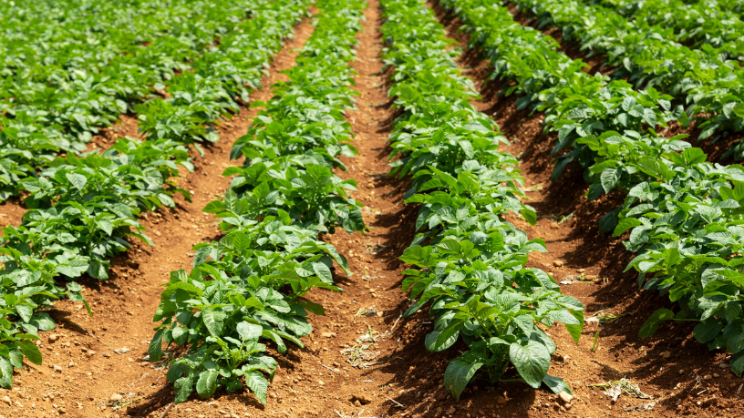 João Eustáquio De Almeida Junior mostra como transformar a terra em negócio de forma sustentável e lucrativa.
