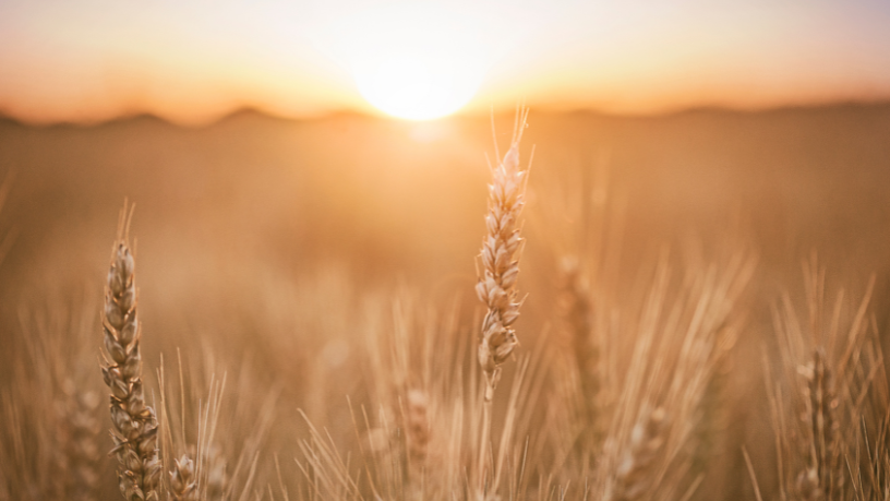 Descubra com João Eustáquio De Almeida Junior como empreender no campo e fazer da agricultura uma oportunidade de negócio.
