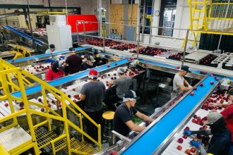 Trabalhadores separam maçãs em esteiras de uma fábrica de processamento de alimentos.