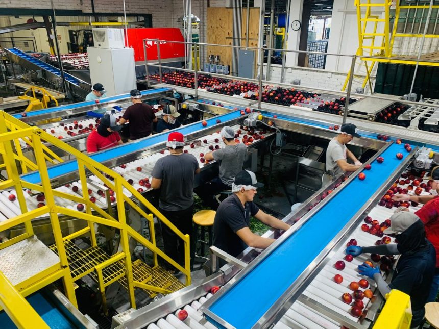 Trabalhadores separam maçãs em esteiras de uma fábrica de processamento de alimentos.